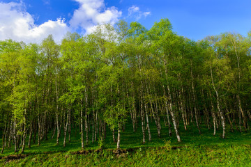 Beautiful spring birchwood, Armenia
