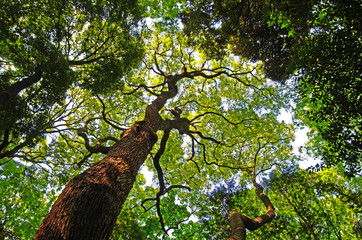 tree and green leaves with a big trunk from below