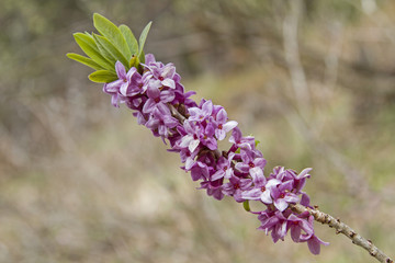 Seidelbast im Frühling