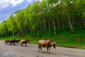 Beautiful spring birchwood, Armenia