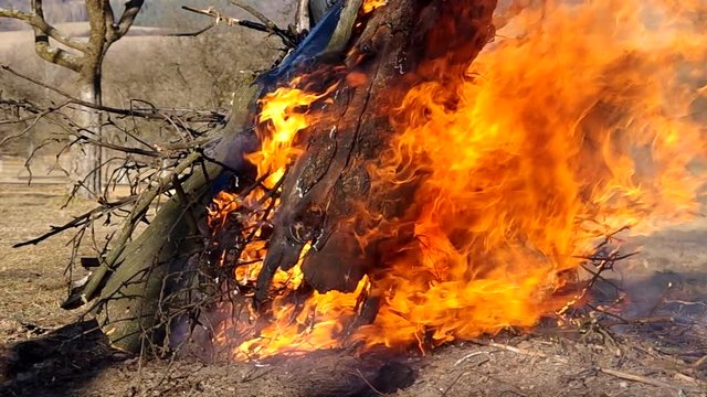 Burning fire in the garden at the beginning of spring

