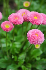 Beautiful pink daisy - Bellis perennis ' Tasso Pink ' 

