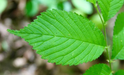 The green leaf of the tree on a close up view.