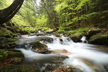 Stream flows through the spring forest