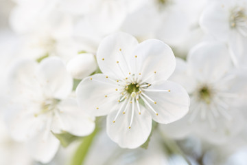 Fototapeta na wymiar Blossoming of cherry flowers in spring time, natural seasonal floral background. Macro image