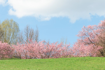 Naklejka na ściany i meble Springtime pink flowering apple trees in blooming nature sunshine landscape