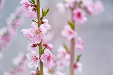 Branch of blossoming fruit tree on blurred background