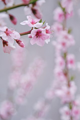 Fototapeta premium Branch of blossoming fruit tree on blurred background