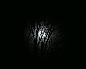 The moon through the trees