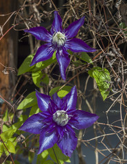 Big blue flower