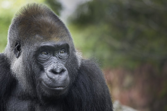 Gorilla gaze