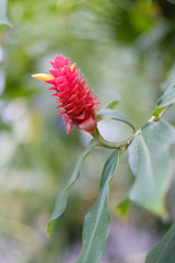 Pineal flower of a tropical plant in a botanical garden.
