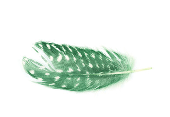 Decorational feather isolated