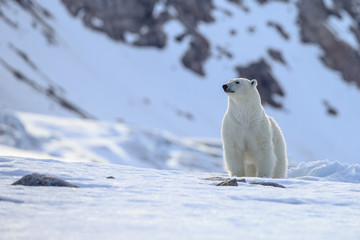 Polar bear of Spitzbergen (Ursus maritimus)