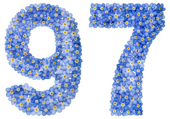 Arabic numeral 97, ninety seven, from blue forget-me-not flowers