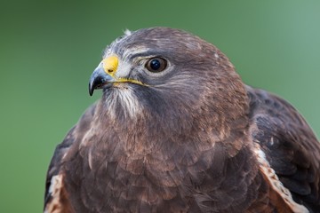 Swainson's Hawk