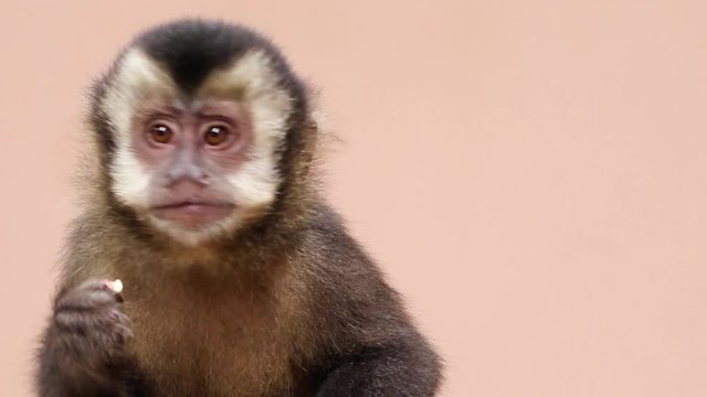 Filhote de macaco-prego comendo semente.