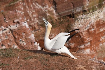 Portrait of northern gannet on the rock nesting site on coast of Helgoland island in north sea, one of biggest bird colony in europe. Picture taken at the evening, sunny, spring day in nesting season.