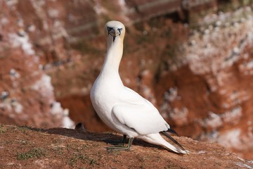 Portrait of northern gannet on the rock nesting site on coast of Helgoland island in north sea, one of biggest bird colony in europe. Picture taken at the evening, sunny, spring day in nesting season.