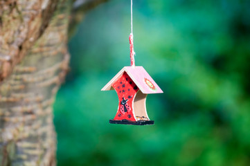 bird feeder hanging from a tree, a childs school project