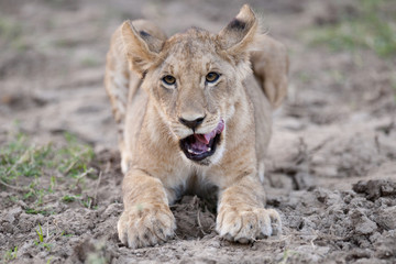 A lion in Kenya, Africa