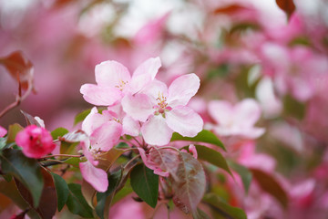 Obraz premium Apple orchard