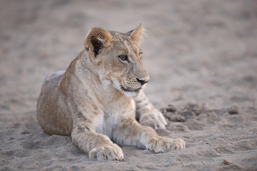 Obraz na płótnie Canvas A lion in Kenya, Africa