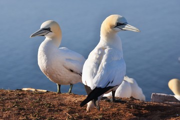 Detailed Picture from colony of northern gannets, Morus bassanus, taken in early morning, sunny day on the Helgoland island in the North sea in the beggining of nesting season in early spring time.
