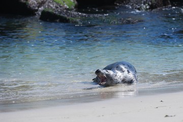 Grey seal, Halichoerus grypus, playing in the water close the beach on the coast of North sea. It is a large seal of the family Phocidae. It is the only species classified in the genus Halichoerus