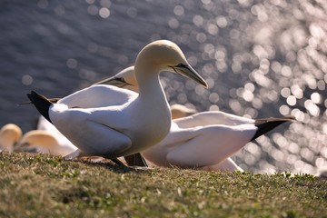 Beautiful closeup portrait of northern gannets in the nesting site on the high cliff of Helgoland island in north sea. Background sea with beautiful bokeh. Picture is taken evening, spring sunny day. 