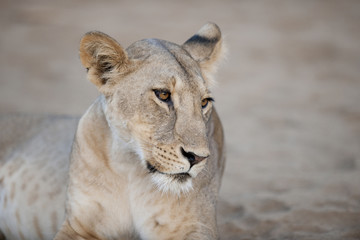 A lioness in Kenya, Africa