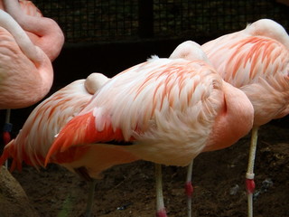 Chilean Flamingo bird, (Phoenicopterus chilensis)