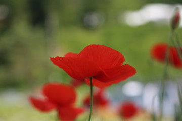 Obraz premium coquelicot