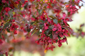 Apple orchard