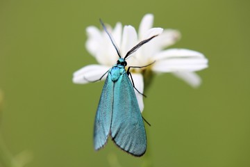 insecte bleu 