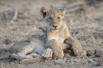 Fototapeta na wymiar A male lion cub in Kenya, Africa