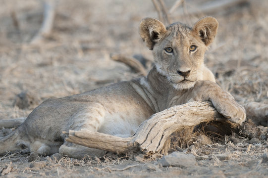 a male lion cub in Kenya, Africa