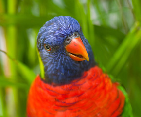 Loriquet à tête bleue