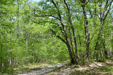 Крым, лес на склоне горы Мангуп весной