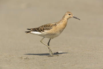 Obraz premium Ruff - Juvenile