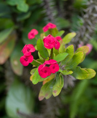 Obraz premium Euphorbia, épine du Christ