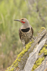 Northern Flicker - Male