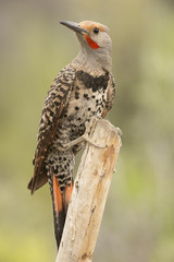 Northern Flicker - Male
