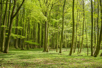Obraz premium Wiosną bukowy las