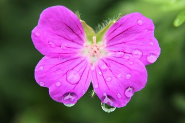 fleur mauve, rosée, gouttes d'eau