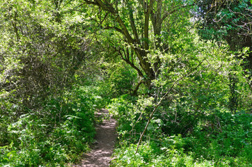 Крым, лиственный лес на склоне горы Мангуп
