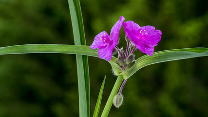 Closeup of purple spiderwort isolated against a soft green background
