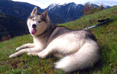 siberan husky