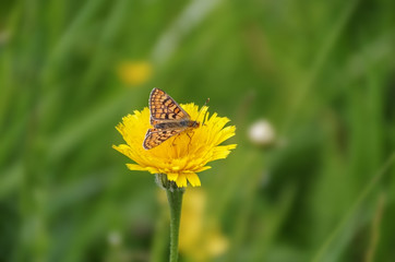 Butterfly in natural habitat. Butterfly on bright yellow wildflower on a blurred green background.
