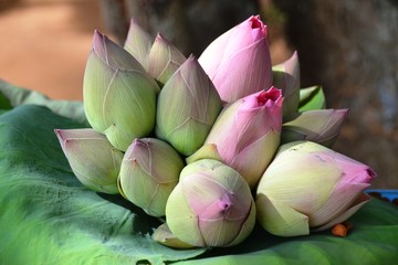 Lotosblume